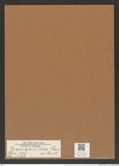 Biddulphia ? lata Grove et Sturt. (de-Toni-Nr.: Genus 123, Species 3496) Zeichnungen Sammlung Grunow Mappe 03688 (Herbarium_W_Grunow_drawings_Folder_03688)